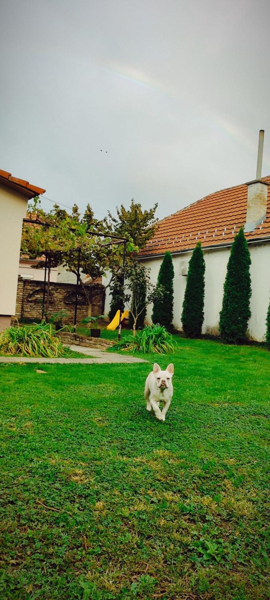 Apartmani Kacara Sremski Karlovci Exterior foto